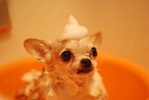 Dog got the best organic shampoo