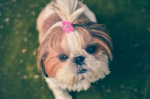 Dog grooming