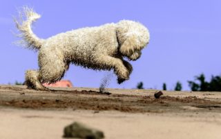 Dirty dog needs The Best Dog Shampoo and Grooming Products!